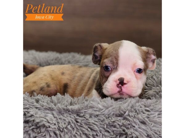 Boston Terrier Dog Female Blue Merle 18541 Petland Iowa City, Iowa