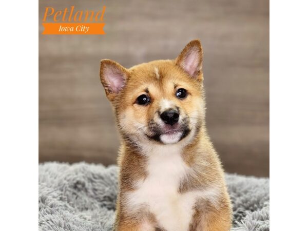 Shiba Inu-Dog-Male-rd sesme-18548-Petland Iowa City, Iowa