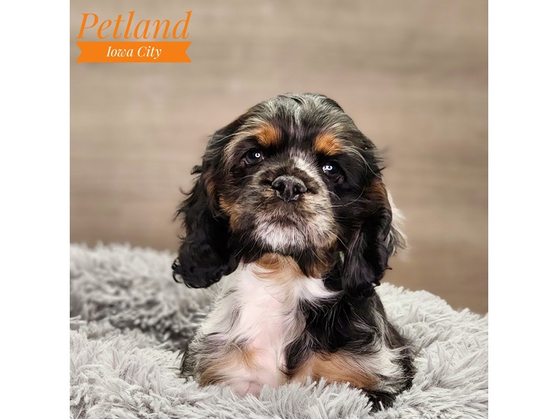 Cocker Spaniel Dog Male Blue Merle 18557