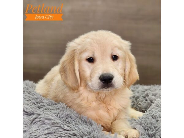 Golden Retriever Dog Male Light Golden 18560 Petland Iowa City, Iowa