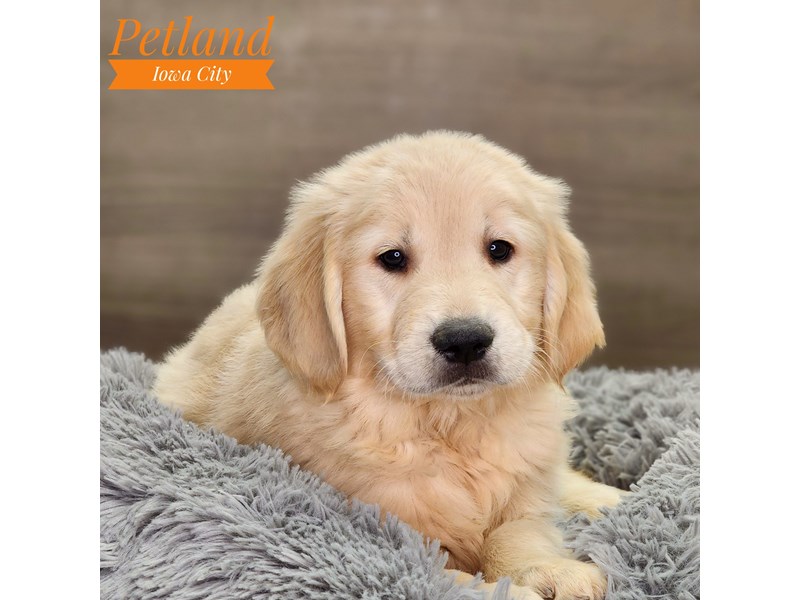 Golden Retriever Dog Male Light Golden 18560