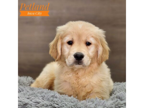 Golden Retriever Dog Female Light Golden 18559 Petland Iowa City, Iowa