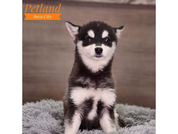 Alaskan Klee Kai Dog Female Black / White 18562 Petland Iowa City, Iowa