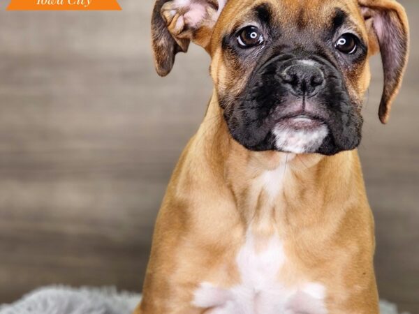 Boxer Dog Female Mahogany 18467 Petland Iowa City, Iowa