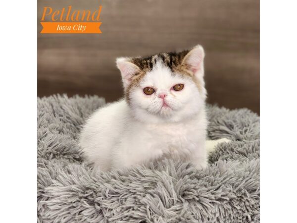 Exotic Short Hair Cat Male Brown Tabby / White 18542 Petland Iowa City, Iowa