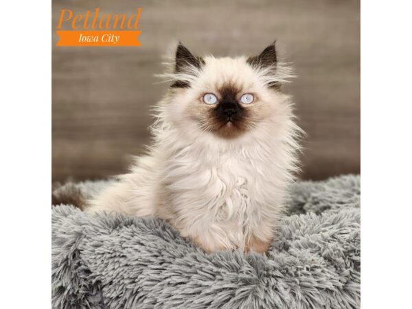 Ragamuffin Cat Male 18553 Petland Iowa City, Iowa