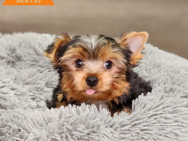 Yorkshire Terrier Dog Male blk & Gld 18565 Petland Iowa City, Iowa