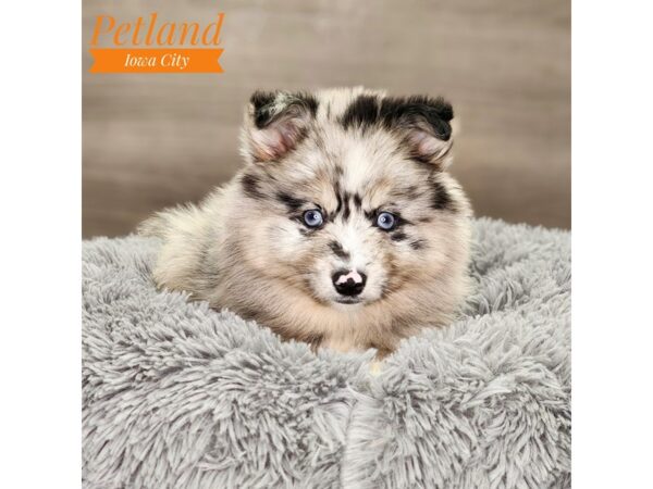 Pomsky-Dog-Female-Blue Merle-18571-Petland Iowa City, Iowa