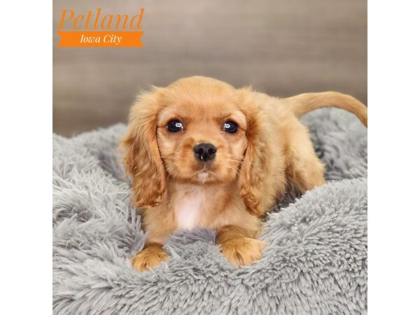 Cavalier King Charles Spaniel Dog Male Ruby 18568 Petland Iowa City, Iowa