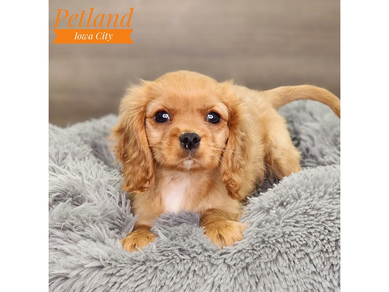 Cavalier King Charles Spaniel Dog Male Ruby 18568