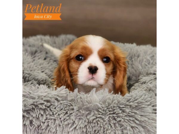 Cavalier King Charles Spaniel-Dog-Female-Blenheim-18567-Petland Iowa City, Iowa