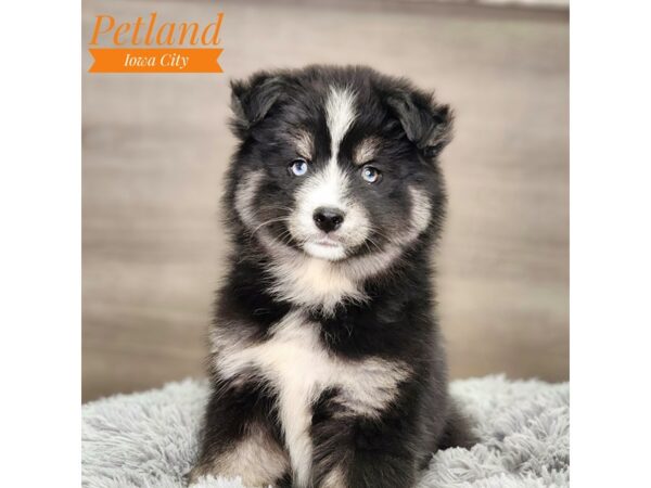 Pomsky Dog Male Black / White 18572 Petland Iowa City, Iowa