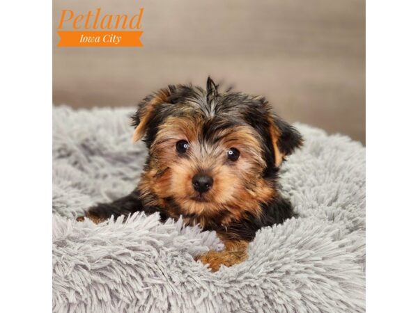 Yorkshire Terrier Dog Male Blk & Gld 18566 Petland Iowa City, Iowa