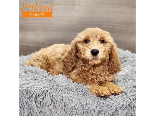 Goldendoodle Mini 2nd Gen Dog Male Golden 18577 Petland Iowa City, Iowa