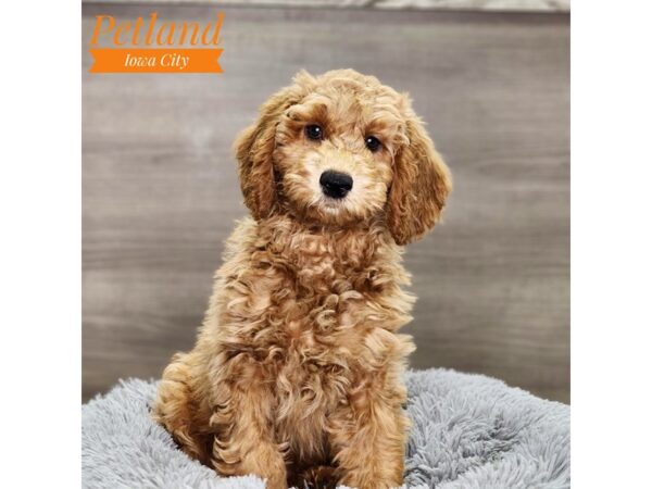 Goldendoodle Mini 2nd Gen Dog Female Golden 18576 Petland Iowa City, Iowa