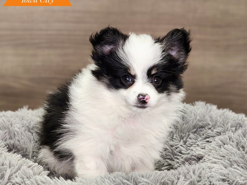 Pomeranian Dog Female blk/wh 18580