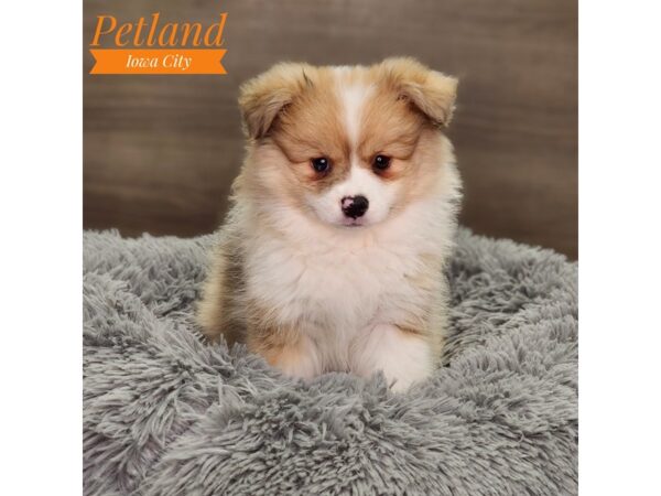 Australian Shepherd/Pomeranian Dog Female Red Merle 18588 Petland Iowa City, Iowa