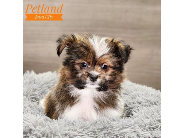 Pomeranian/Shih Tzu Dog Male Brown / White 18591 Petland Iowa City, Iowa