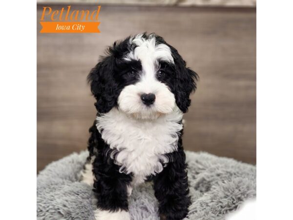 Bernardadoodle-Dog-Male-Black Rust / White-18590-Petland Iowa City, Iowa