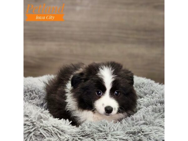 Australian Shepherd/Pomeranian Dog Male Black / White 18589 Petland Iowa City, Iowa