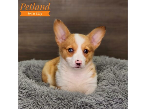 Pembroke Welsh Corgi-Dog-Female-Sable-18585-Petland Iowa City, Iowa