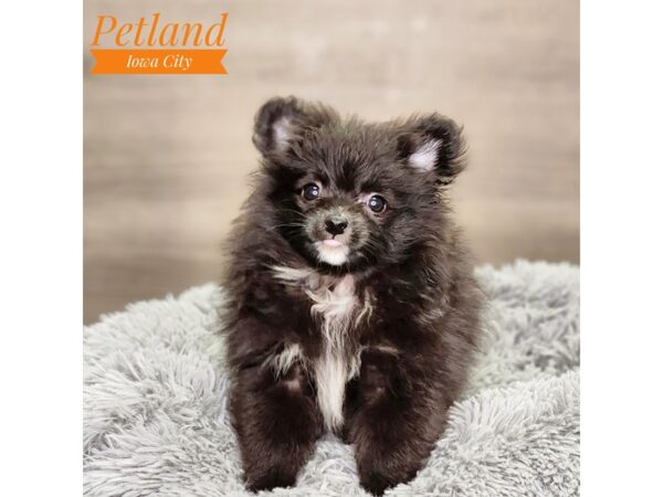 Pomeranian Dog Female Black 18594 Petland Iowa City, Iowa