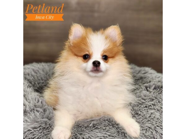 Pomeranian Dog Male Orange / White 18596 Petland Iowa City, Iowa