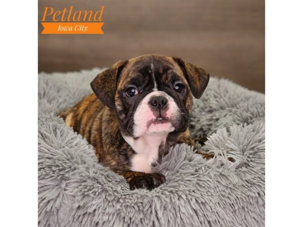 Bulldog/Mini Bulldog Dog Female Brindle / White 18592 Petland Iowa City, Iowa