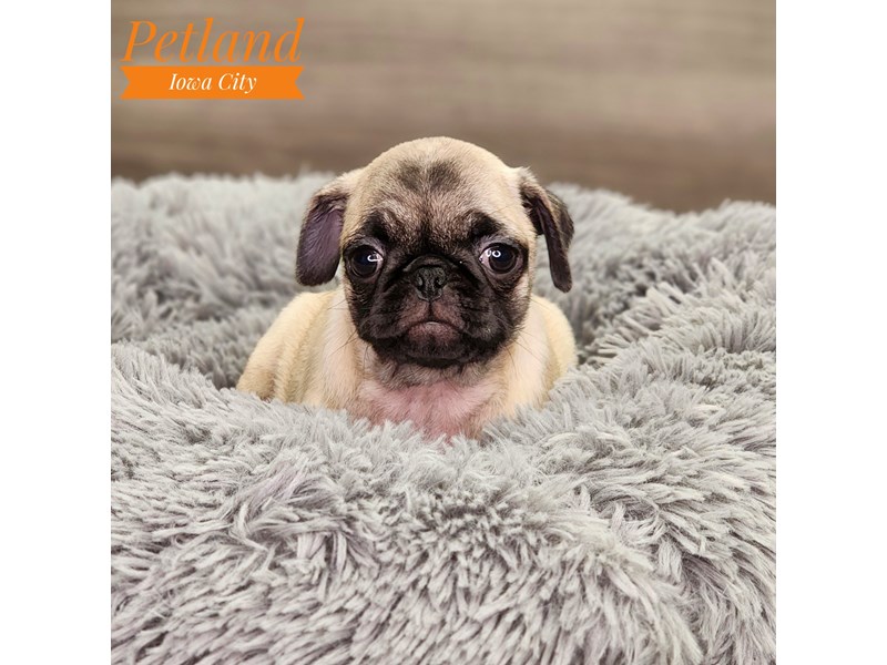 Pug Dog Female fn 18605