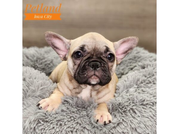 French Bulldog Dog Female fn 18600 Petland Iowa City, Iowa