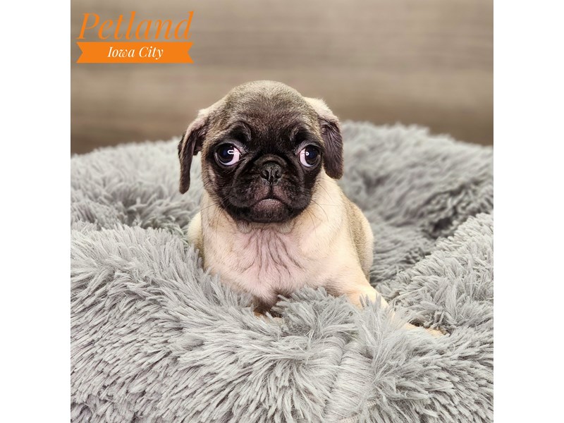 Pug Dog Female fn 18602