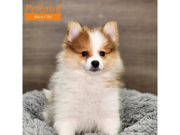 Pomeranian Dog Male Orange / White 18597 Petland Iowa City, Iowa