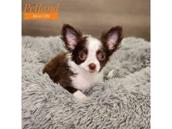 Chihuahua Dog Male chlt 18606 Petland Iowa City, Iowa