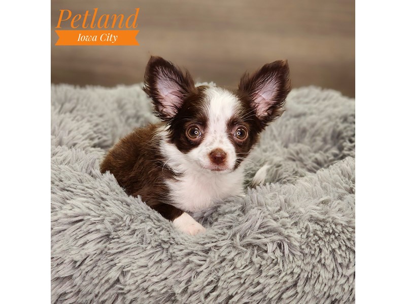 Chihuahua Dog Male chlt 18606