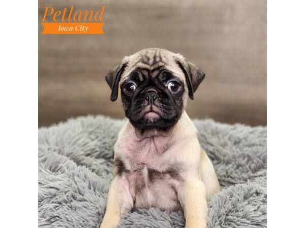 Pug-Dog-Male-fn-18604-Petland Iowa City, Iowa