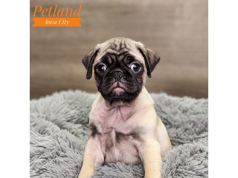 Pug Dog Male fn 18604