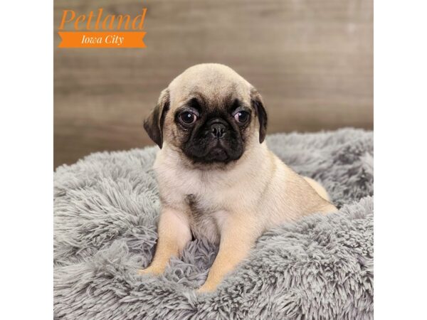 Pug-Dog-Male-fn-18603-Petland Iowa City, Iowa