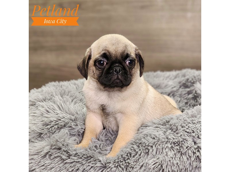 Pug Dog Male fn 18603