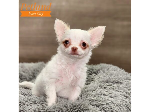 Chihuahua Dog Male Cream 18607 Petland Iowa City, Iowa