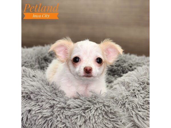 Chihuahua Dog Male cream 18609 Petland Iowa City, Iowa