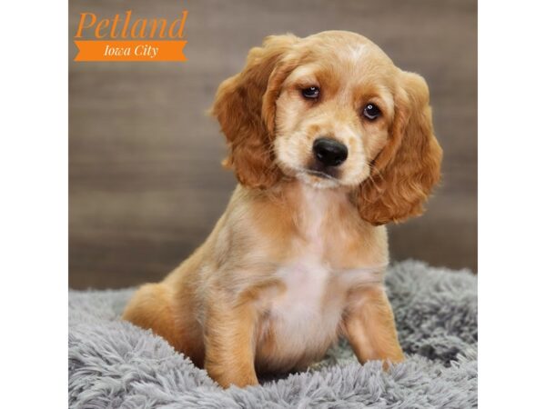 Golden Retriever/ Cocker Spaniel-Dog-Female-gldn-18615-Petland Iowa City, Iowa