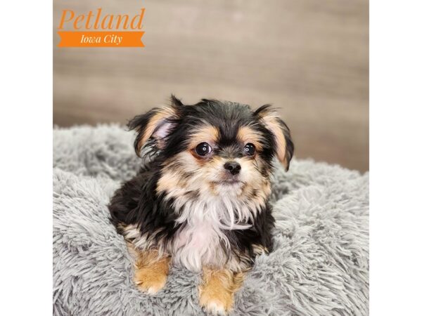 Yorkie/Chihuahua Dog Male blk & tn 18610 Petland Iowa City, Iowa