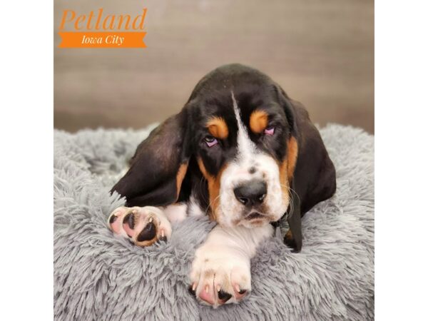 Basset Hound-Dog-Male-Tri-Colored-18616-Petland Iowa City, Iowa