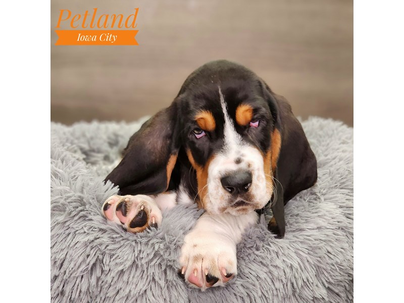 Basset Hound Dog Male Tri-Colored 18616