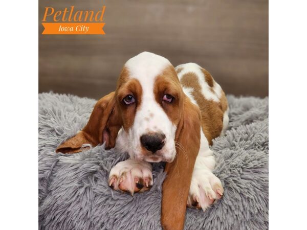 Basset Hound Dog Male Tan / White 18617 Petland Iowa City, Iowa