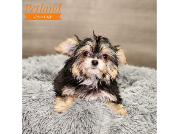 Yorkie/Chihuahua Dog Male blk & tn 18611 Petland Iowa City, Iowa