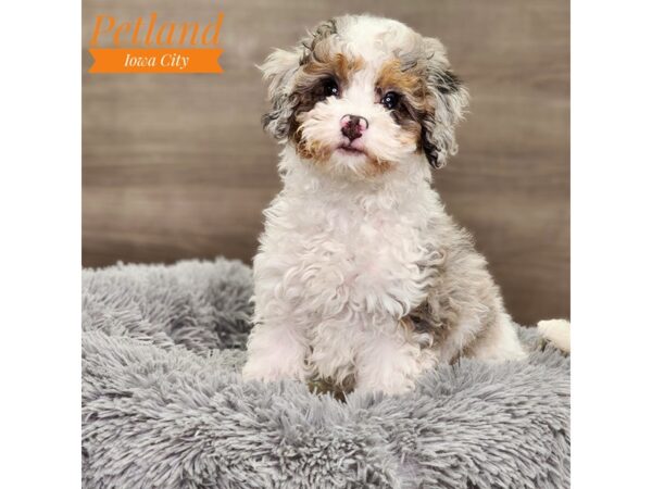 Bernedoodle Mini 2nd Gen-Dog-Male-Blue Merle White / Tan-18629-Petland Iowa City, Iowa