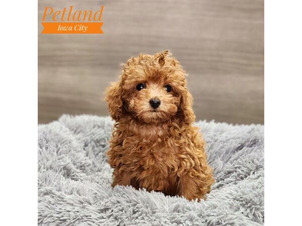 Poodle Dog Female Red 18627 Petland Iowa City, Iowa