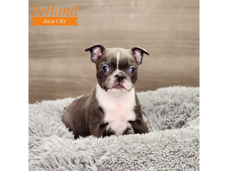 Boston Terrier Dog Female Blue 18623