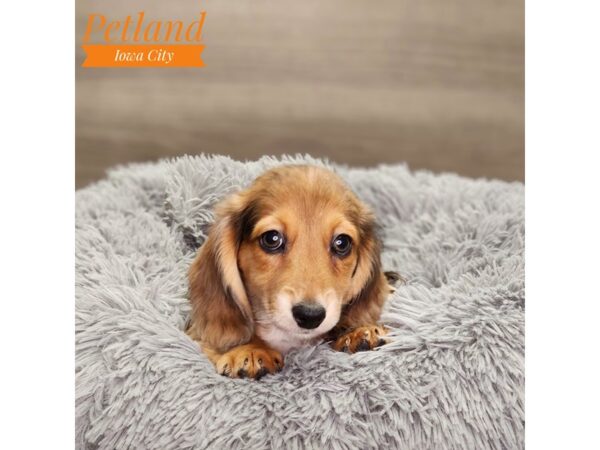 Dachshund-Dog-Male-Chocolate-18638-Petland Iowa City, Iowa